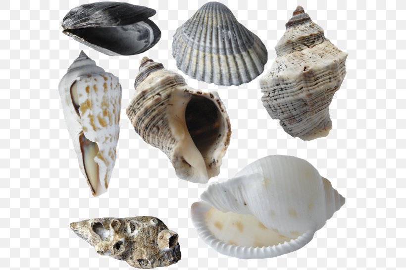 Cockle Oyster Seashell Conch Sea Snail, PNG, 600x545px, Cockle, Bivalvia, Button, Clam, Clams Oysters Mussels And Scallops Download Free