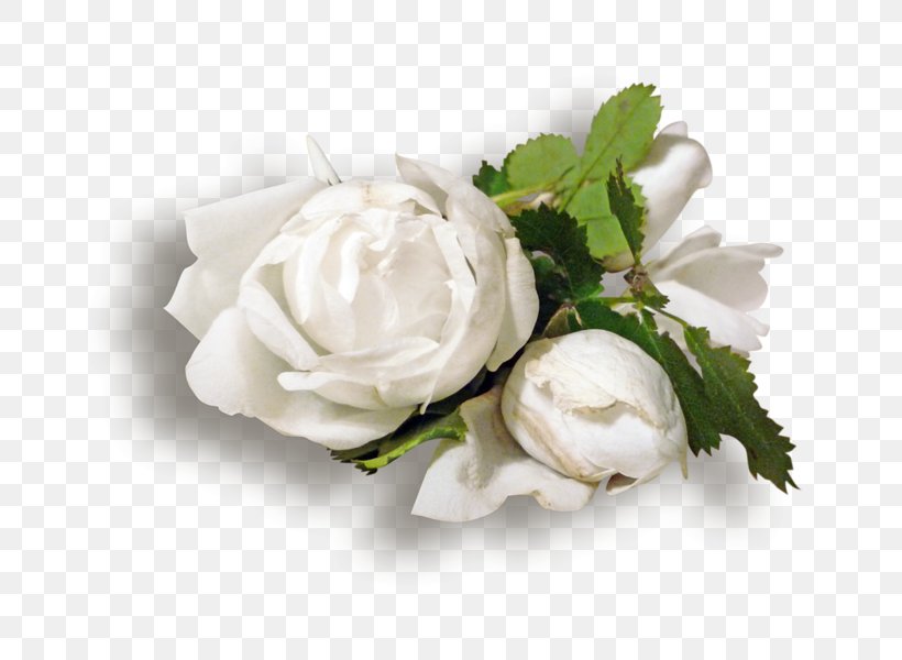 Garden Roses Flower White Clip Art, PNG, 800x600px, Garden Roses, Beach Rose, Color, Cut Flowers, Digital Image Download Free