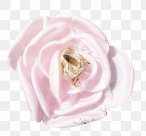Red Rose Petal - Garden Roses Petal Cut Flowers PNG