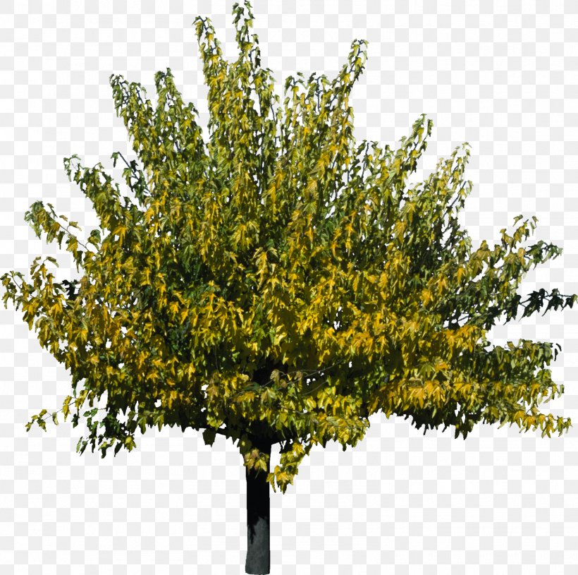 Tree Plant 3D Computer Graphics Qiaomu, PNG, 1568x1560px, 3d Computer Graphics, Tree, Autodesk 3ds Max, Branch, Painting Download Free