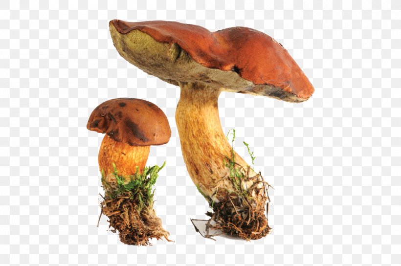 Edible Mushroom Bay Bolete Boletus Edulis Fungus, PNG, 1000x664px, Edible Mushroom, Bay Bolete, Bolete, Boletus, Boletus Edulis Download Free