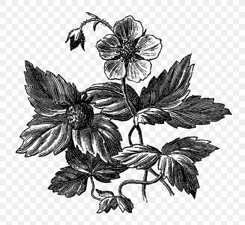 /m/02csf Monochrome Photography Black And White Petal, PNG, 1600x1470px, Monochrome Photography, Author, Black And White, Branch, Drawing Download Free