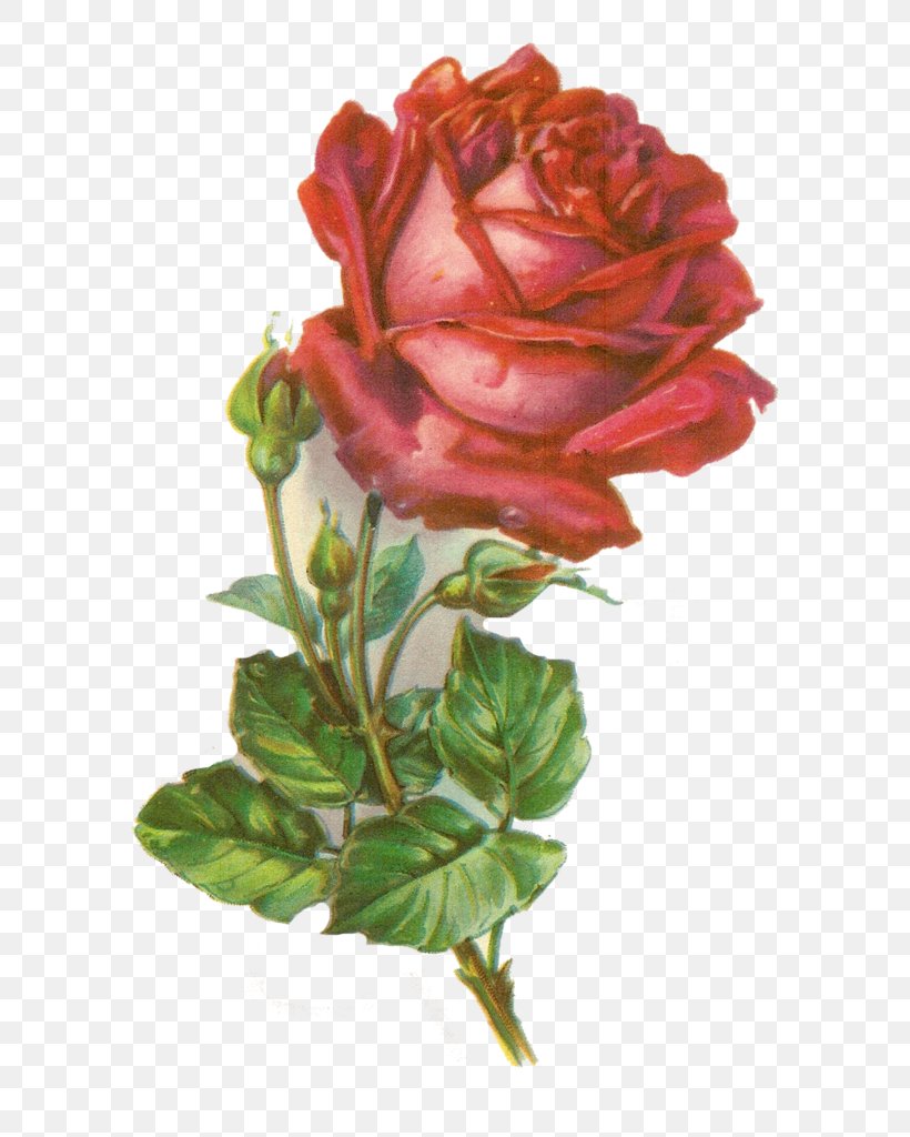 Rose Botanical Illustration Clip Art, PNG, 672x1024px, Rose, Antique, Botanical Illustration, Botany, Bud Download Free