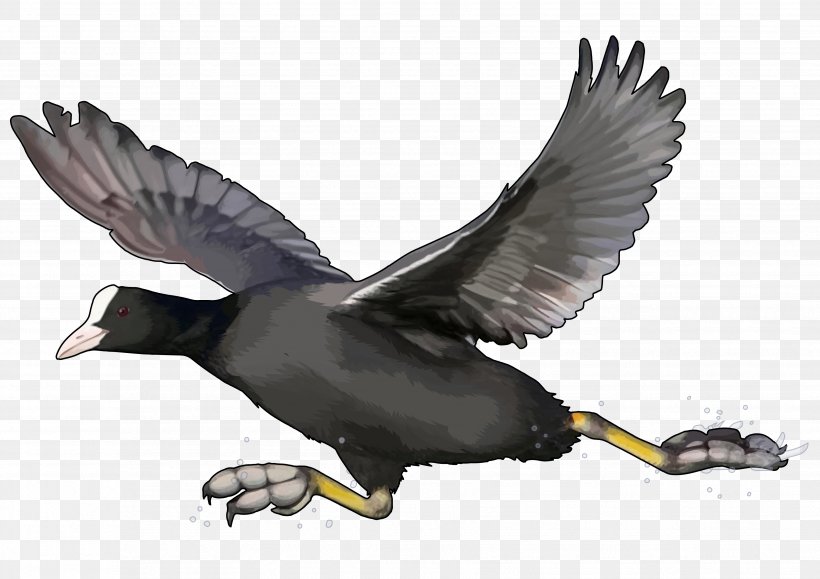 Duck Fauna Wildlife Feather Beak, PNG, 3508x2480px, Duck, Beak, Bird, Ducks Geese And Swans, Fauna Download Free