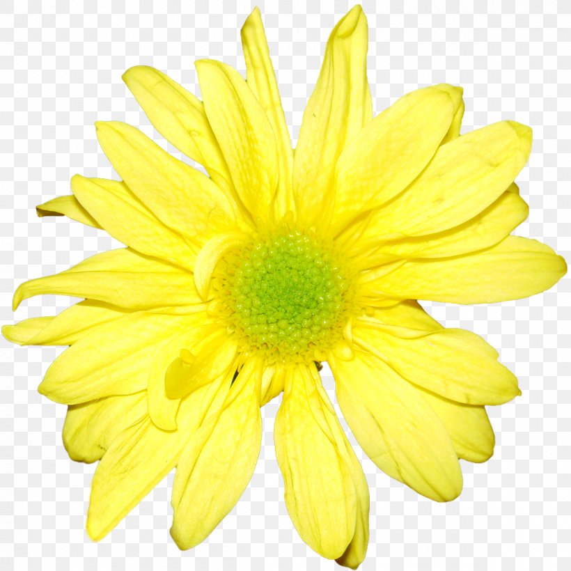 Flower Yellow Chrysanthemum Orange White, PNG, 1200x1200px, Flower, Argyranthemum Frutescens, Chrysanthemum, Chrysanths, Cut Flowers Download Free