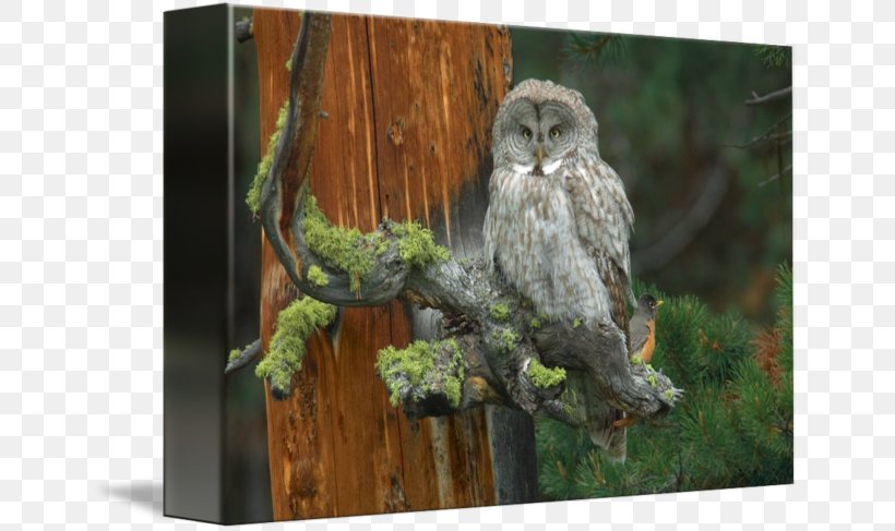 Great Grey Owl Gallery Wrap Canvas Art, PNG, 650x487px, Great Grey Owl, Art, Beak, Bird, Bird Of Prey Download Free