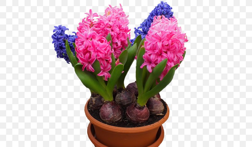 Hyacinth Houseplant Flower Bulb, PNG, 640x480px, Hyacinth, Bulb, Cut Flowers, Floral Design, Flower Download Free