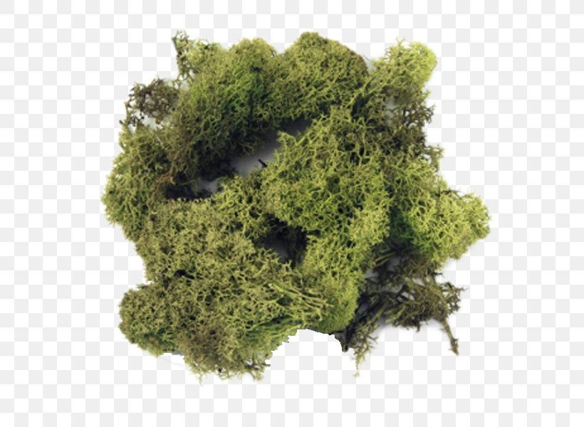 Iceland Moss Green Color Gram, PNG, 600x600px, Moss, Art, Color, Department Store, Gram Download Free