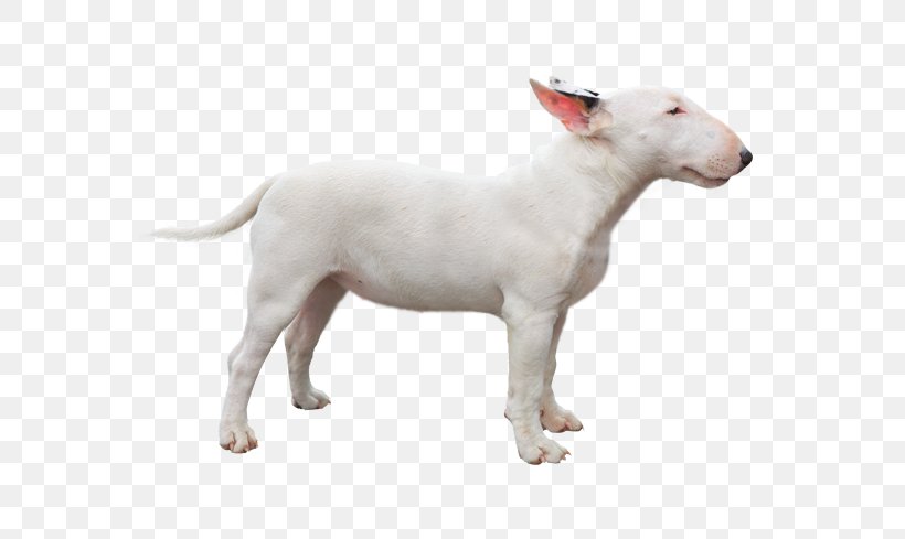 Miniature Bull Terrier Bull And Terrier Dog Breed Staffordshire Bull Terrier, PNG, 567x489px, Watercolor, Cartoon, Flower, Frame, Heart Download Free