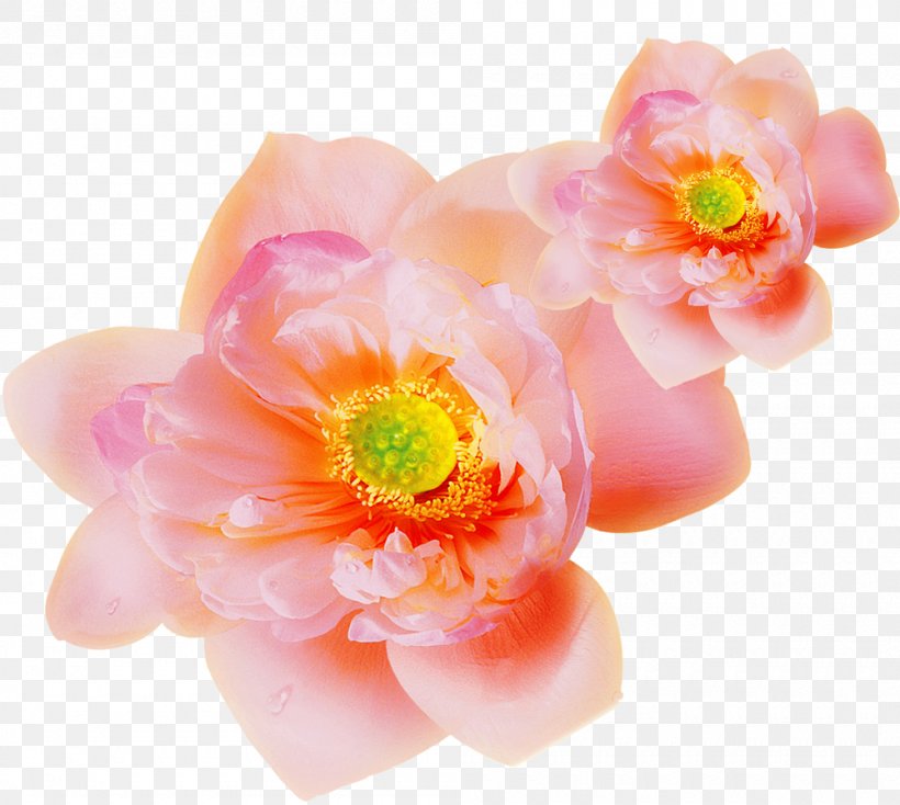 Pink Clip Art, PNG, 1000x896px, Pink, Designer, Floral Design, Flower, Flowering Plant Download Free