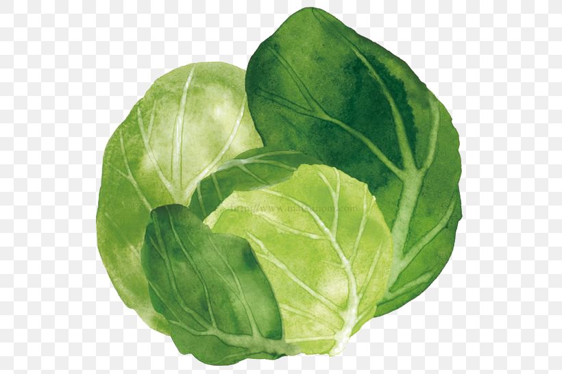 Spring Greens Cabbage Watercolor Painting Vegetable Collard Greens, PNG, 564x546px, Spring Greens, Basil, Book Illustration, Cabbage, Cartoon Download Free