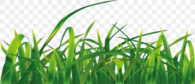 Grasses Sky Euclidean Vector Clip Art, PNG, 2000x868px, Grasses, Cloud, Commodity, Energy, Grass Download Free