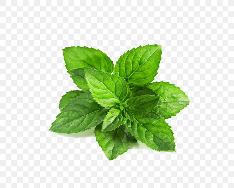 Peppermint Mentha Spicata Leaf Mentha Arvensis Green, PNG, 658x658px, Peppermint, Basil, Catnip, Extract, Food Download Free