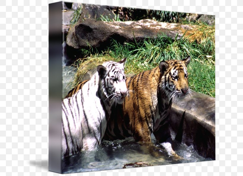 Tiger Cat Wildlife Terrestrial Animal Fauna, PNG, 650x593px, Tiger, Animal, Big Cat, Big Cats, Carnivoran Download Free