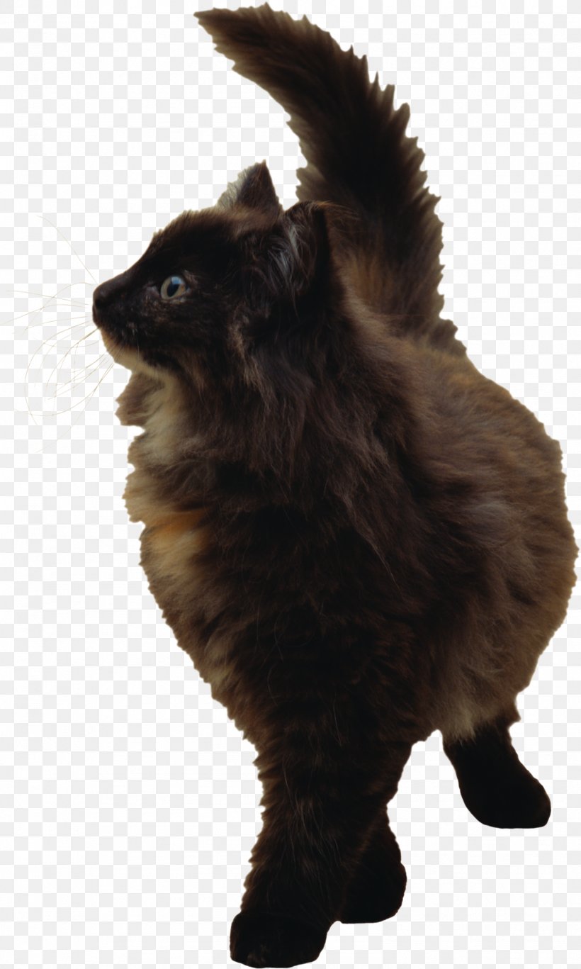Cat German Spitz Mittel Pomeranian Pet, PNG, 1581x2636px, Cat, Animal, Black Cat, Carnivoran, Companion Dog Download Free