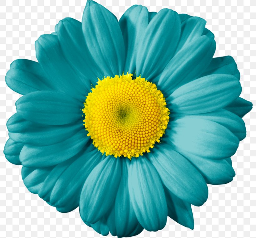 Common Daisy Yellow Transvaal Daisy Cut Flowers, PNG, 800x763px, Common Daisy, Annual Plant, Aster, Blue, Bud Download Free