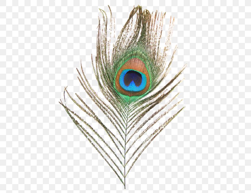 Peafowl Feather Clip Art, PNG, 500x629px, Watercolor, Cartoon, Flower, Frame, Heart Download Free