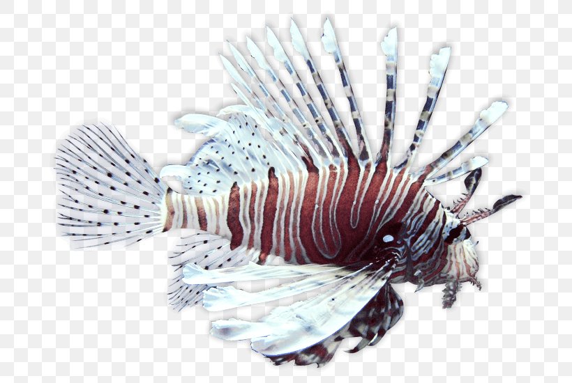 Spotfin Lionfish Scorpionfish Peces De Arrecife De Coral Fishing, PNG, 700x550px, Spotfin Lionfish, Animal Venenoso, Carnivore, Fish, Fishing Download Free