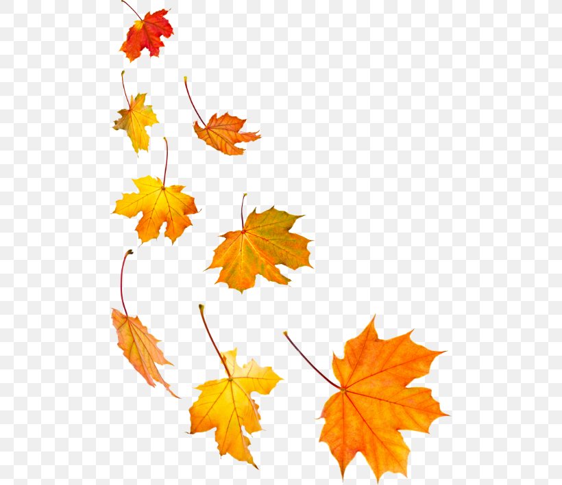 Stock Photography Maple Leaf Autumn Leaf Color, PNG, 500x709px, Stock Photography, Autumn, Autumn Leaf Color, Branch, Can Stock Photo Download Free