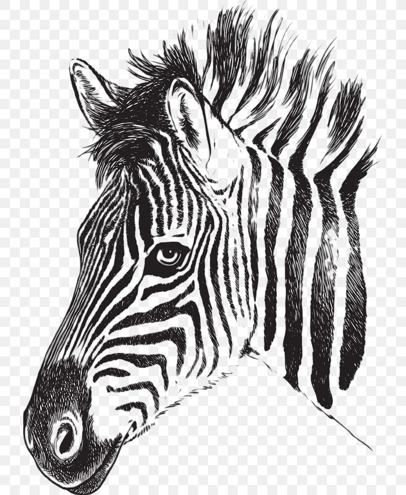 Zebra Drawing Stripe Clip Art, PNG, 725x1000px, Zebra, Animal, Black And White, Drawing, Fauna Download Free