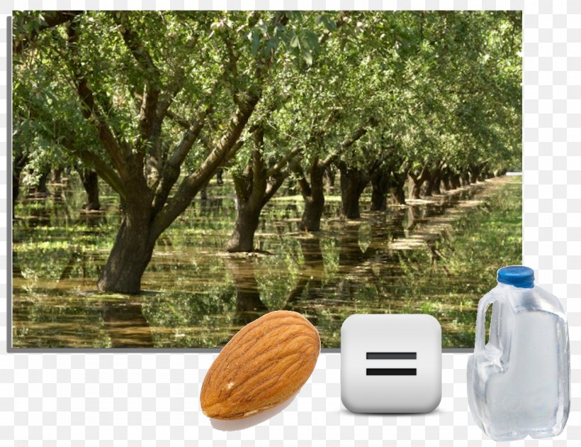Almond California Tree Irrigation Water, PNG, 1404x1080px, Almond, Agriculture, California, Crop, Crop Rotation Download Free