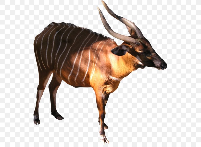 Bongo Kudu Antelope Goat Common Eland, PNG, 547x600px, Bongo, Animal, Antelope, Antler, Bovid Download Free