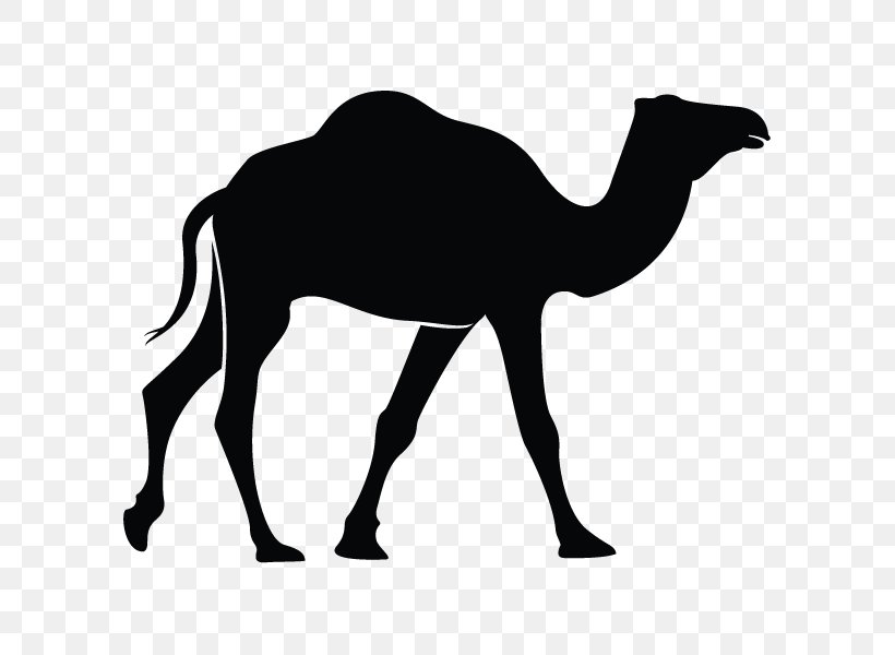 Dromedary Bactrian Camel Clip Art, PNG, 600x600px, Dromedary, Animal, Arabian Camel, Bactrian Camel, Black And White Download Free