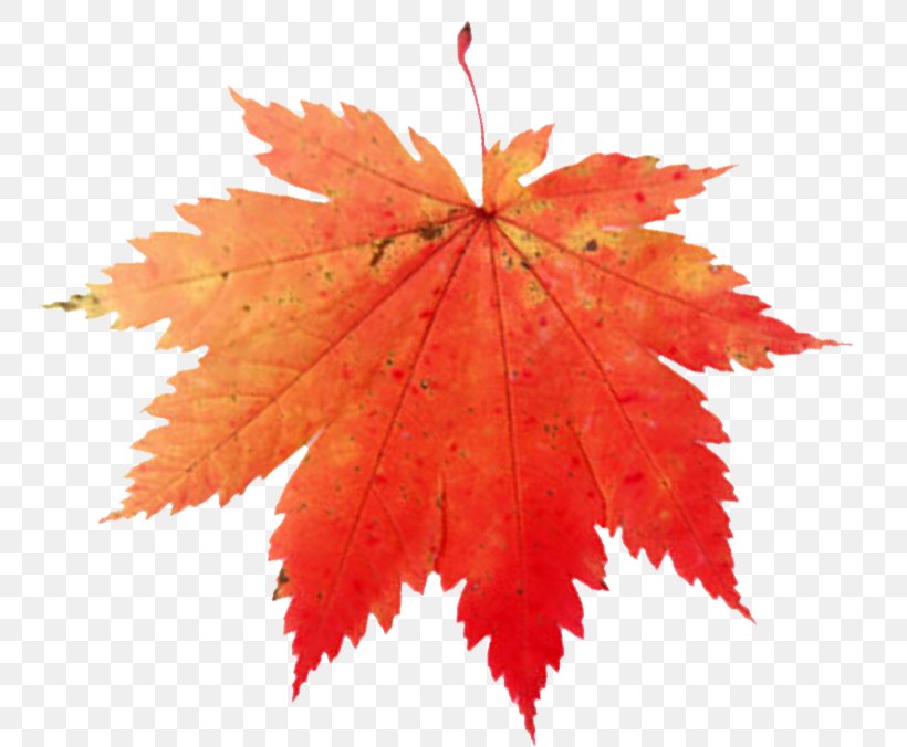 Maple Leaf Canada Clip Art, PNG, 753x676px, Maple Leaf, Autumn, Canada, Color, Drawing Download Free