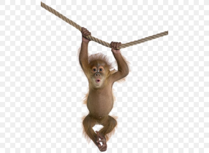 Orangutan Monkey Chimpanzee Clip Art, PNG, 500x600px, Orangutan, Apng, Chimpanzee, Fauna, Great Ape Download Free
