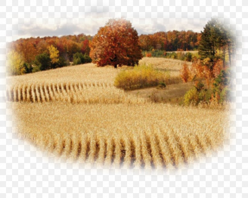 Thirteen Colonies Michigan Farm Image Agriculture, PNG, 980x784px, Thirteen Colonies, Agriculture, Cereal, Crop, Farm Download Free
