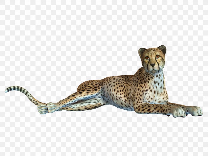 Cheetah Leopard Jaguar Black Panther, PNG, 2500x1875px, Cheetah, Animal, Animal Sauvage, Big Cat, Big Cats Download Free