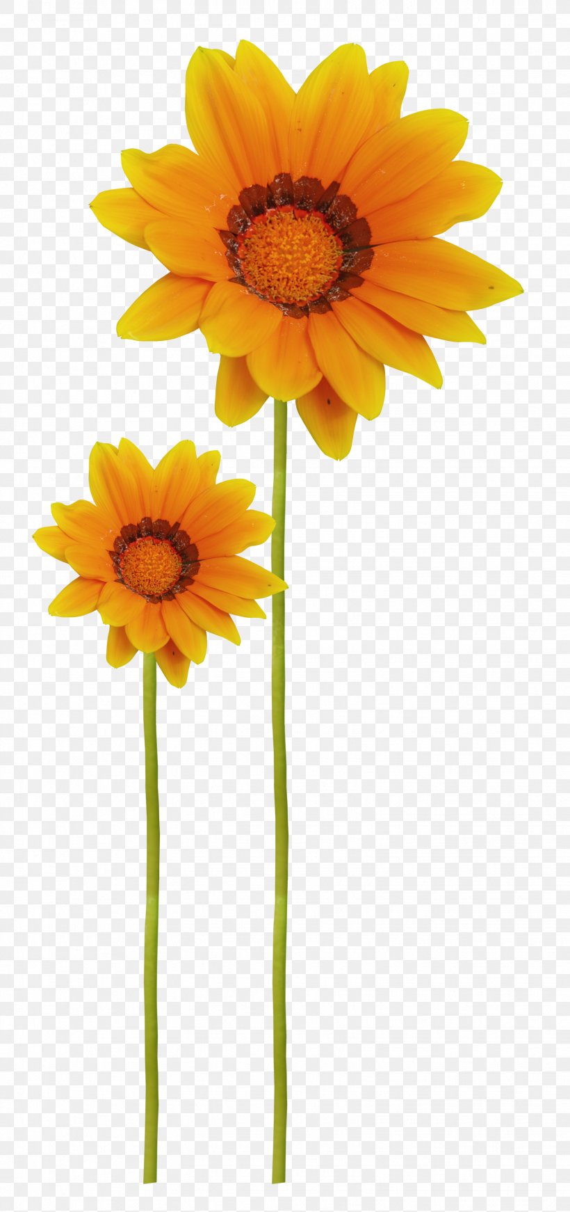 Common Sunflower Raster Graphics Clip Art, PNG, 1547x3288px, Common Sunflower, Cut Flowers, Daisy Family, Flower, Flower Bouquet Download Free