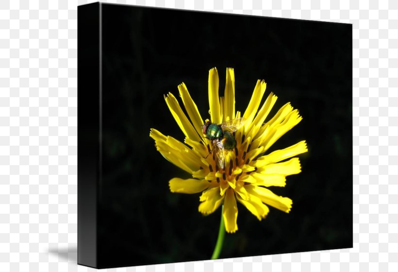 Dandelion Stock Photography Chrysanthemum Wildflower, PNG, 650x560px, Dandelion, Chrysanthemum, Chrysanths, Daisy Family, Flower Download Free