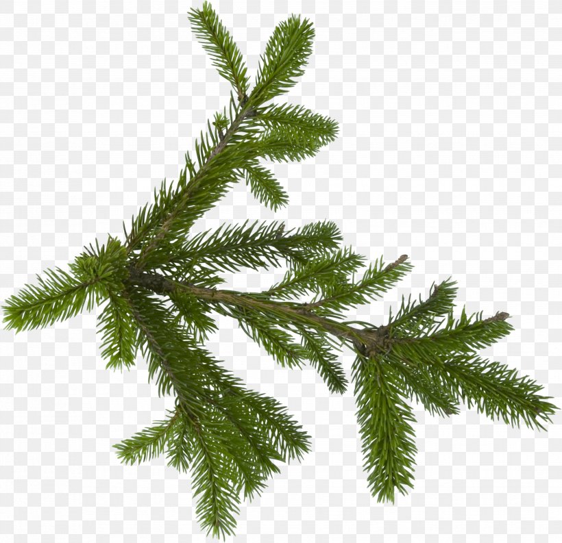 Fir Pine Tree, PNG, 3508x3394px, Fir, Branch, Christmas Ornament, Christmas Tree, Conifer Download Free