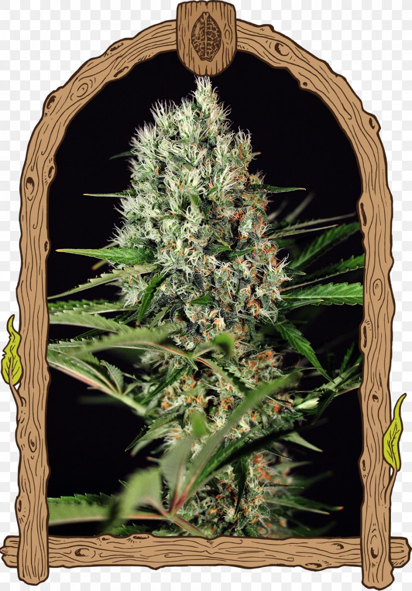 Kush Seed Company Seed Bank Genetics, PNG, 940x1350px, Kush, Cannabis, Cannabis Sativa, Genetics, Grass Download Free