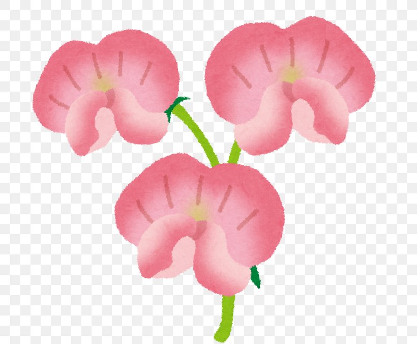Sweet Pea Illustration Listeria Monocytogenes Hanakotoba Flower, PNG, 713x676px, Sweet Pea, Carnation, Flower, Flowering Plant, Hanakotoba Download Free