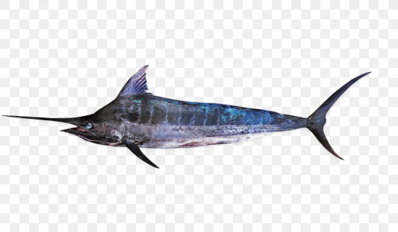 Swordfish Striped Marlin Atlantic Blue Marlin Kajikia, PNG, 1056x616px, Swordfish, Atlantic Blue Marlin, Billfish, Bony Fish, Fauna Download Free