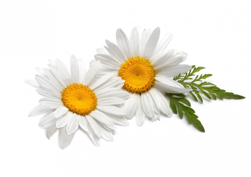 Tea German Chamomile Flower Roman Chamomile, PNG, 2435x1722px, Tea, Annual Plant, Aster, Chamaemelum Nobile, Chamomile Download Free