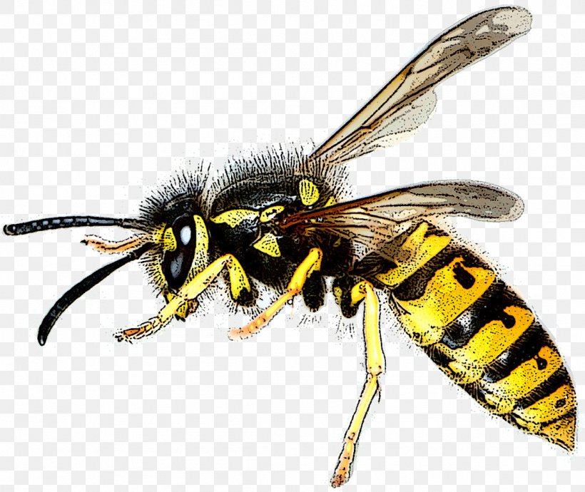Bee Asian Hornet Wasp Hymenopterans Insect, PNG, 1149x967px, Bee, Arthropod, Asian Hornet, Beehive, Common Wasp Download Free