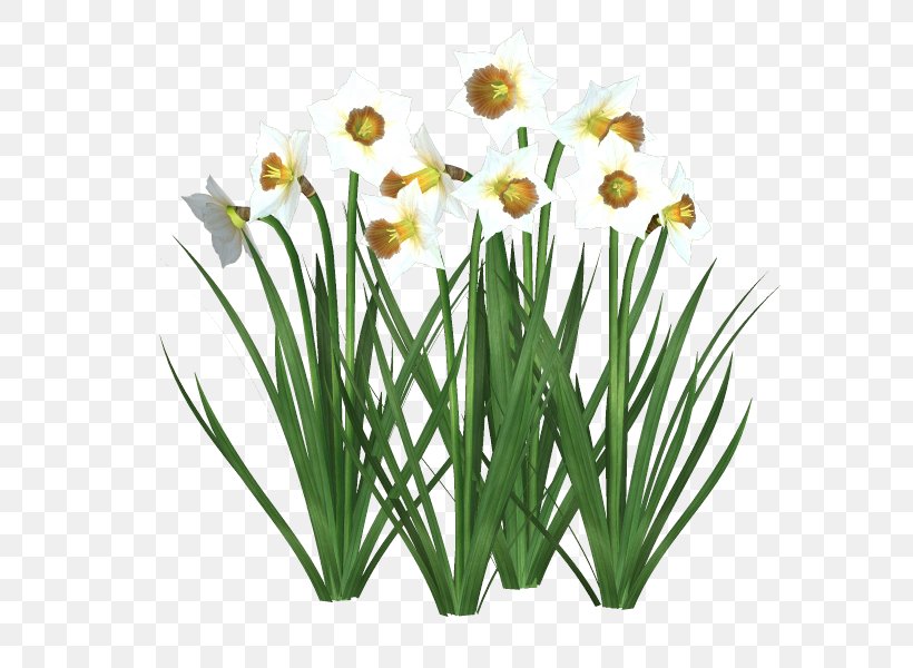 Cut Flowers Floristry Daffodil Tulip, PNG, 600x600px, Flower, Amaryllis Family, Blue, Cut Flowers, Daffodil Download Free