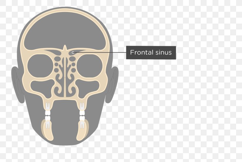 Ethmoid Sinus Ethmoid Bone Paranasal Sinuses Nasal Cavity, PNG, 745x550px, Sinus, Bone, Brand, Cribriform Plate, Crista Galli Download Free