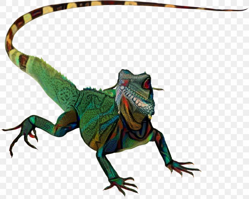 Lizard Chameleons Reptile Komodo Dragon True Geckos, PNG, 2559x2039px, Lizard, Agamid Lizards, Animal, Chameleon, Chameleons Download Free