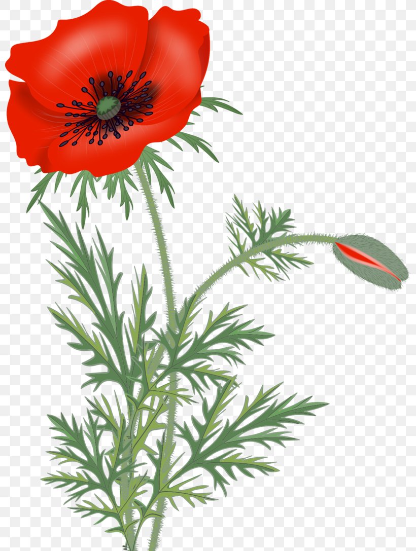 Remembrance Poppy Clip Art Wildflower, PNG, 800x1087px, Poppy, Anemone, Blog, Common Poppy, Coquelicot Download Free