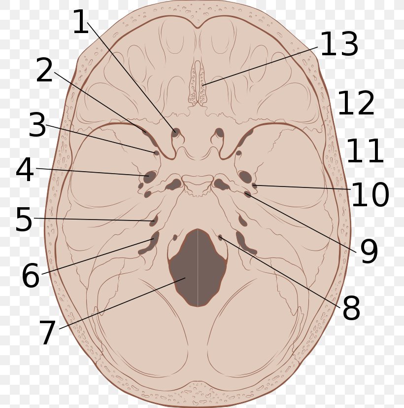 Base Of Skull Anatomy Foramen Magnum Bone, PNG, 773x827px, Watercolor, Cartoon, Flower, Frame, Heart Download Free