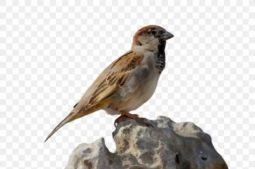 Bird Sparrow House Sparrow Beak Finch, PNG, 2448x1632px, Watercolor, Beak, Bird, Finch, House Sparrow Download Free