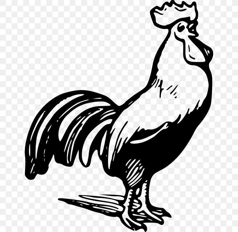 Chicken Rooster Black And White Clip Art, PNG, 800x800px, Chicken, Art, Beak, Bird, Black And White Download Free