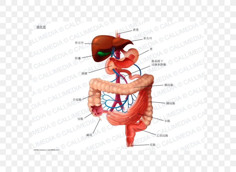 Digestion Human Digestive System Gastrointestinal Tract Human Anatomy, PNG, 600x600px, Watercolor, Cartoon, Flower, Frame, Heart Download Free