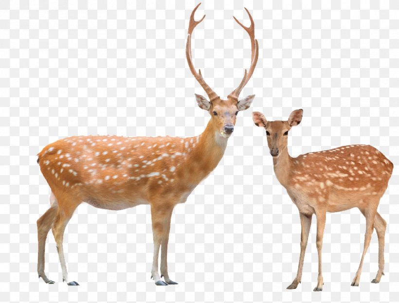 Red Deer Chital White-tailed Deer Sika Deer, PNG, 987x750px, Deer, Antler, Axis, Chital, Fallow Deer Download Free