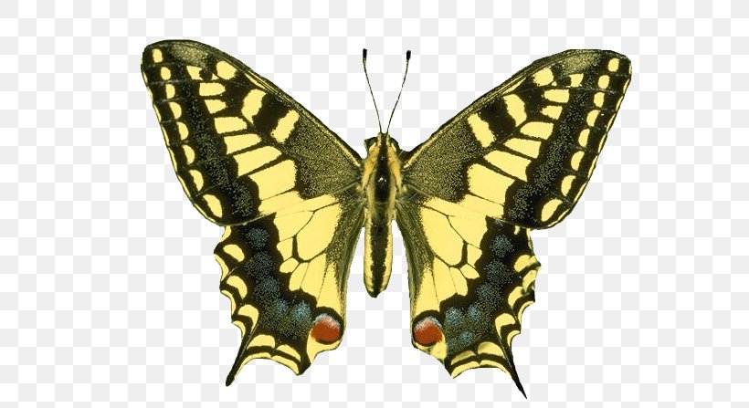 Butterfly Insect Small Tortoiseshell Mourning Cloak Clip Art, PNG, 575x447px, Butterfly, Arthropod, Bombycidae, Brush Footed Butterfly, Butterflies And Moths Download Free