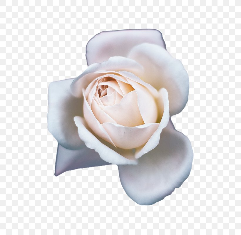 Champagne Garden Roses Beach Rose Flower, PNG, 800x800px, Champagne, Beach Rose, Champagne Rosxe9, Cut Flowers, Flower Download Free